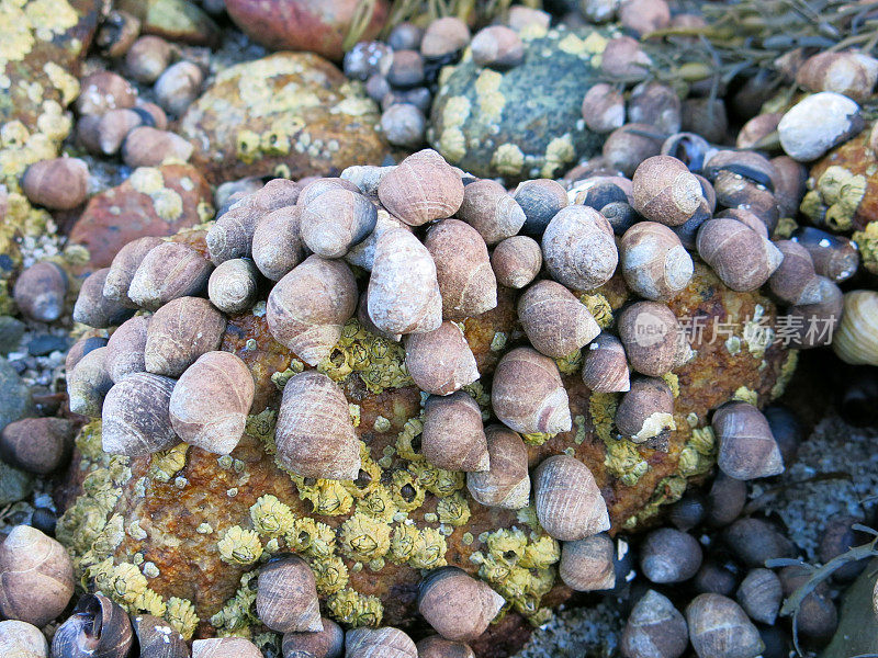 生活在岩石上的蜗牛壳，缅因州海岸，阿卡迪亚国家公园