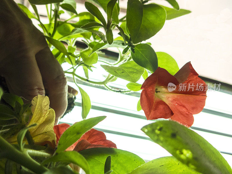 抬头看过去的花矮牵牛花长光私人温室