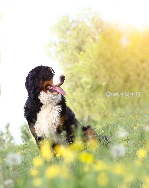 快乐的伯尔尼山地犬