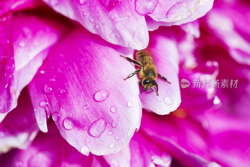 粉红牡丹上的蜜蜂和雨滴