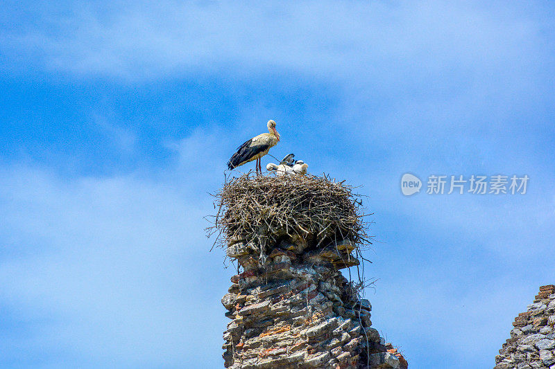 白鹳，土耳其