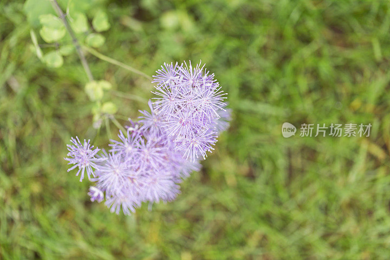 草地花朵街