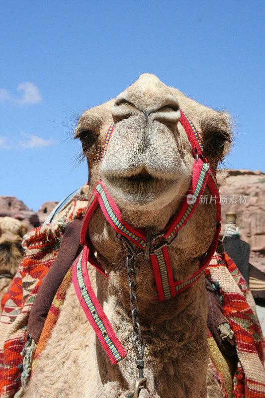 约旦彩色骆驼