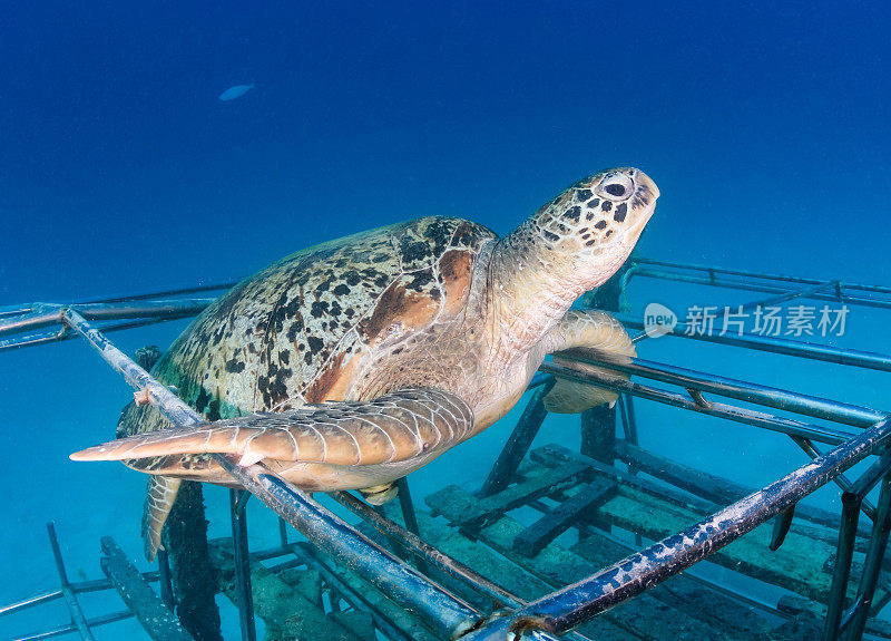 人工珊瑚礁上的绿海龟