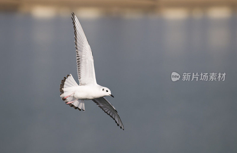 飙升的海鸥