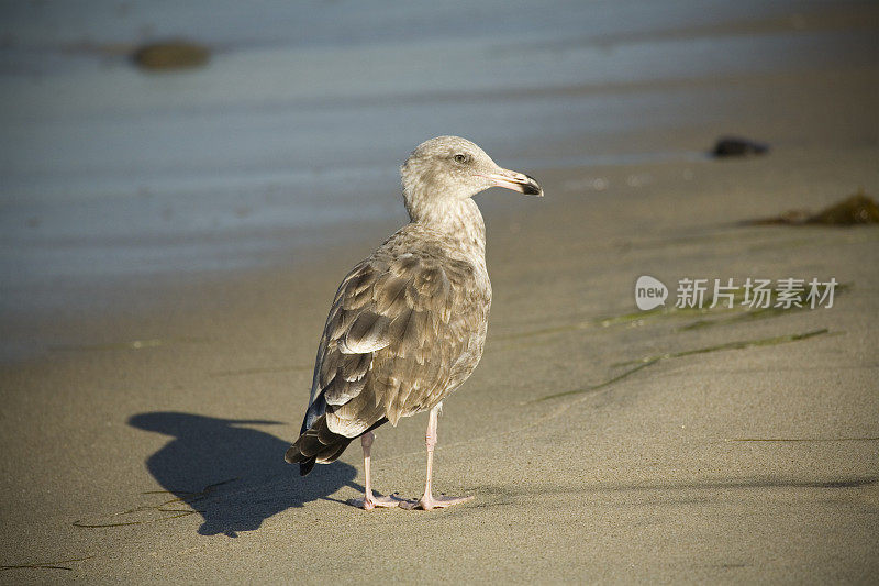 想知道海鸥