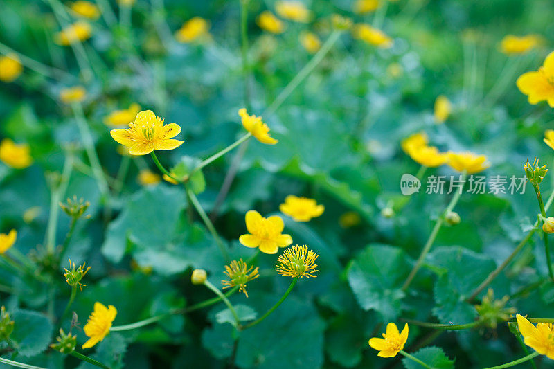 黄花植物野外特写