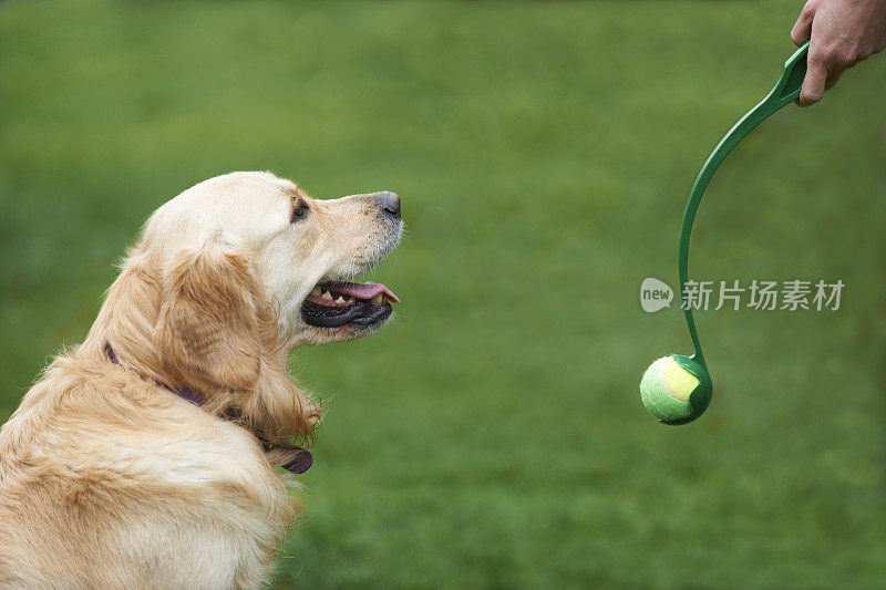 主人用扔球练习金毛猎犬