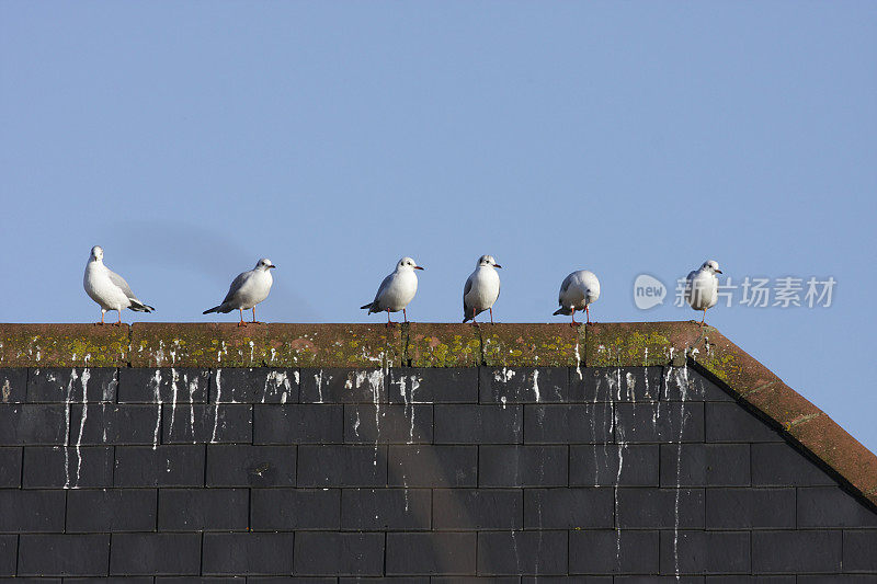 六只笑鸥在屋顶上排成一排