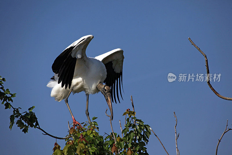 木头鹳