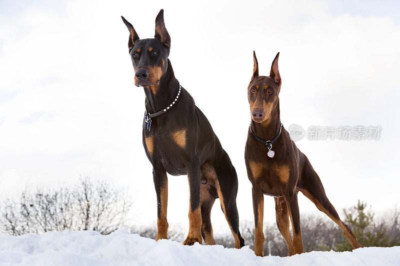 杜宾犬在冬天下雪的户外