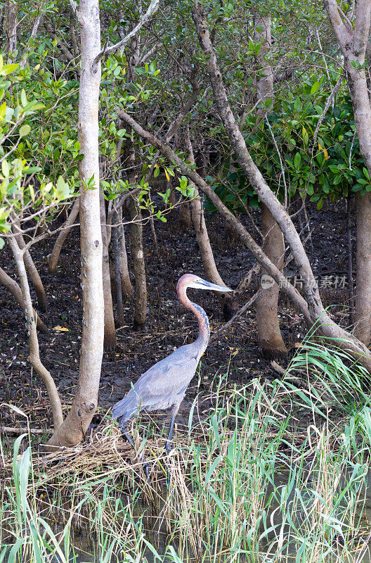 歌利亚鹭在iSimangaliso湿地公园，南非