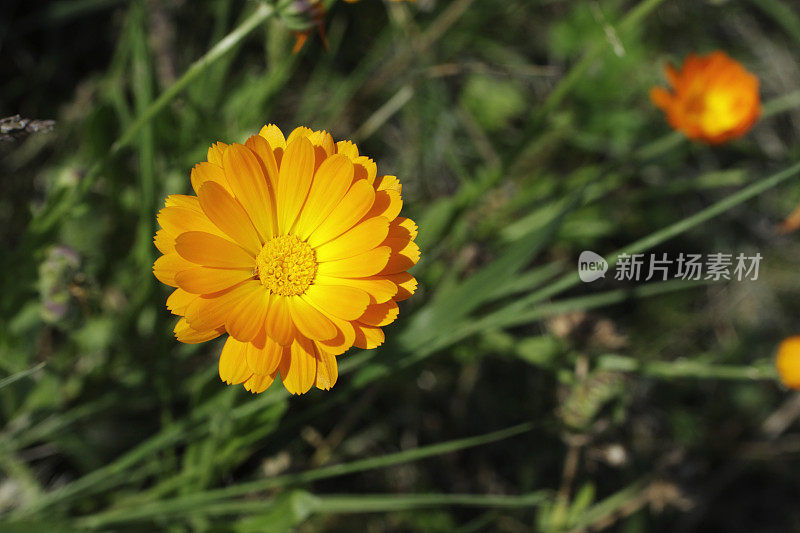 橙色金盏花，金盏花靠近拷贝空间