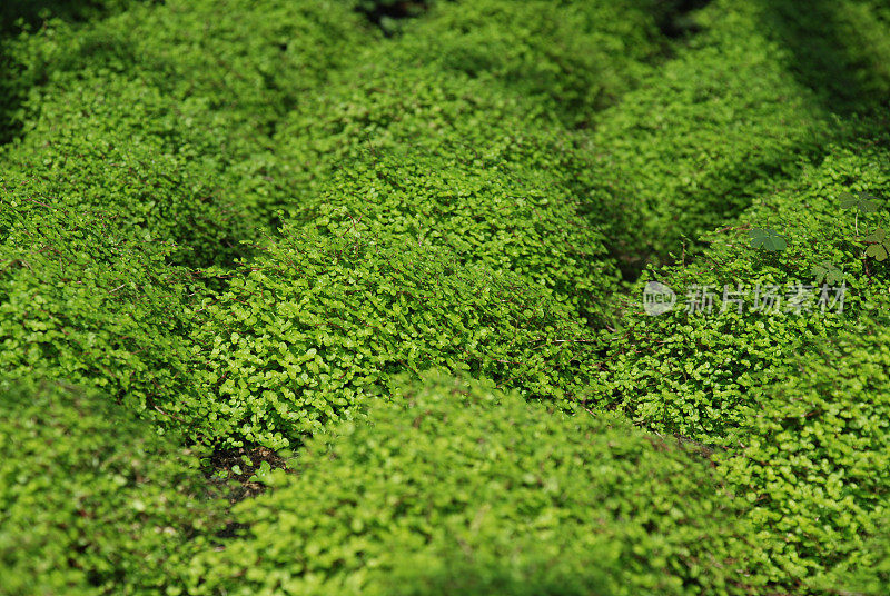 绿色植物