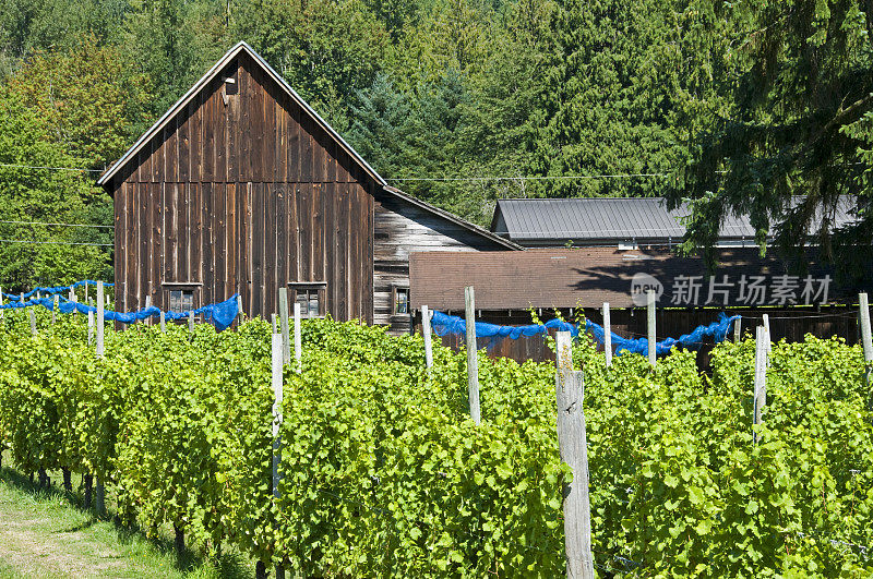 旧谷仓和酿酒厂的白葡萄