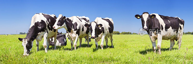 在晴朗的日子里，奶牛在新鲜的草地上