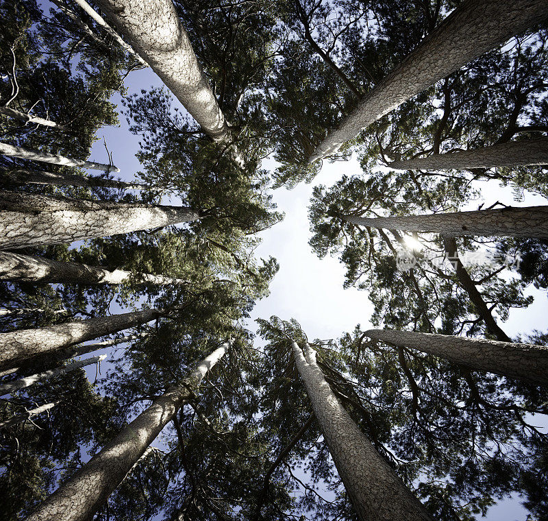空中的松树，低角度拍摄