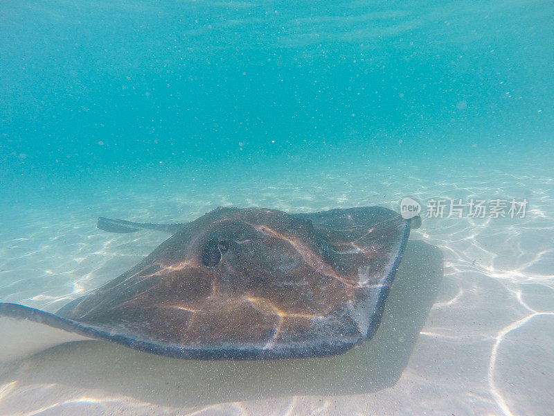 黄貂鱼在海里游泳