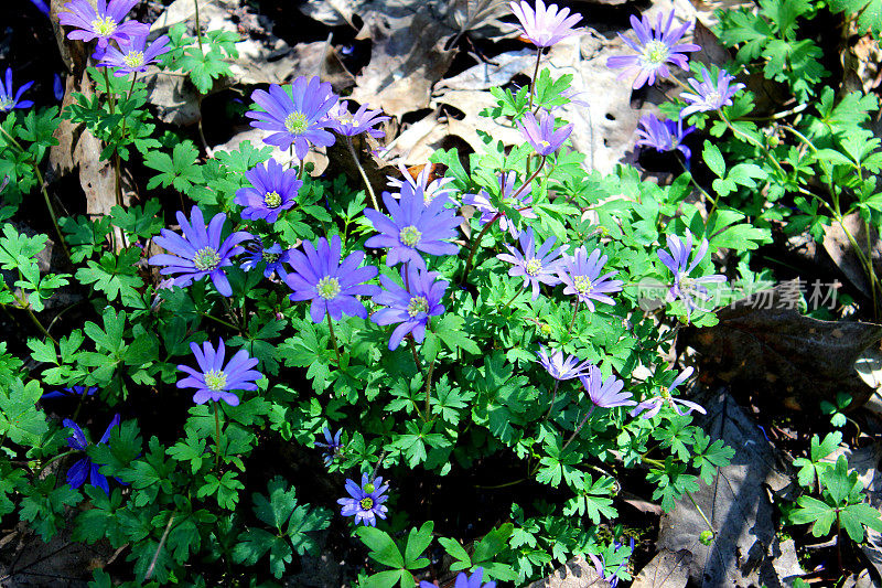春天的紫银莲花在林地花园的形象