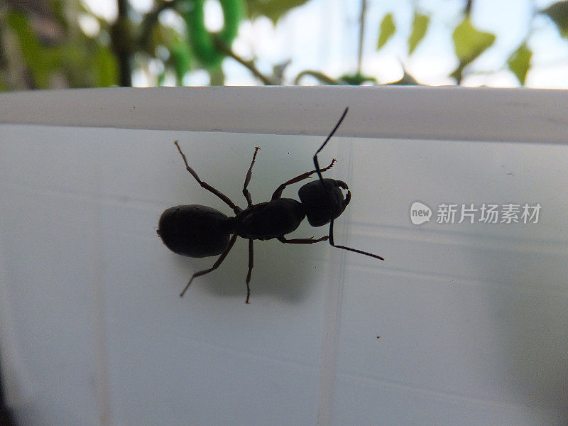 黑色的木蚁