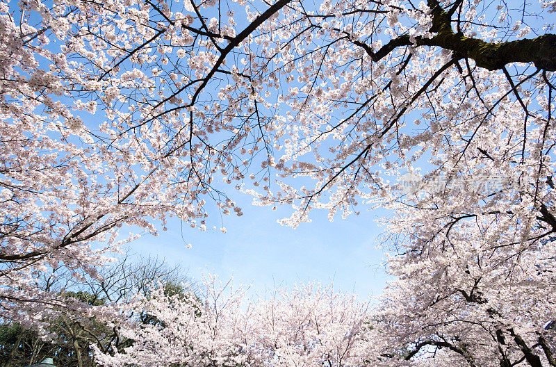 日本金泽的樱花