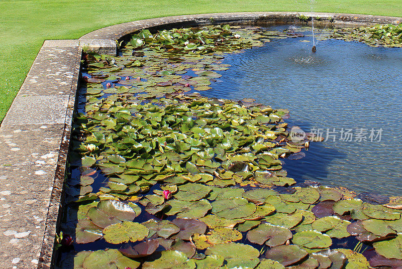 水池中有睡莲、喷泉、铺路石、园林水景