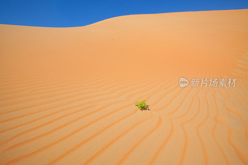 阿拉伯联合酋长国的沙漠