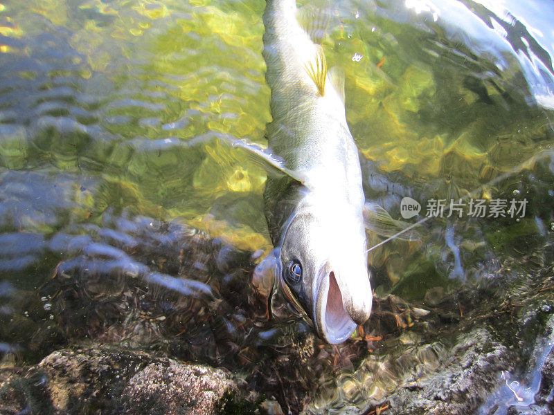 浮出水面的鱼