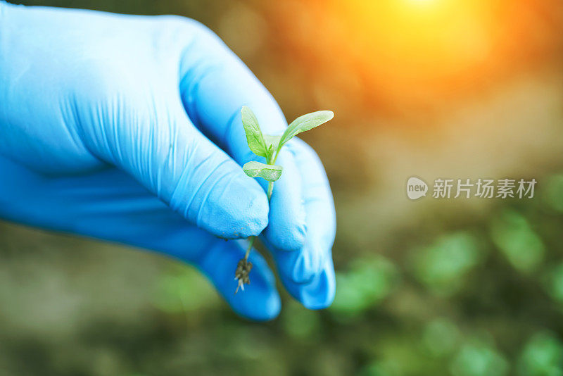 研究人员手捧白菜苗木在田间