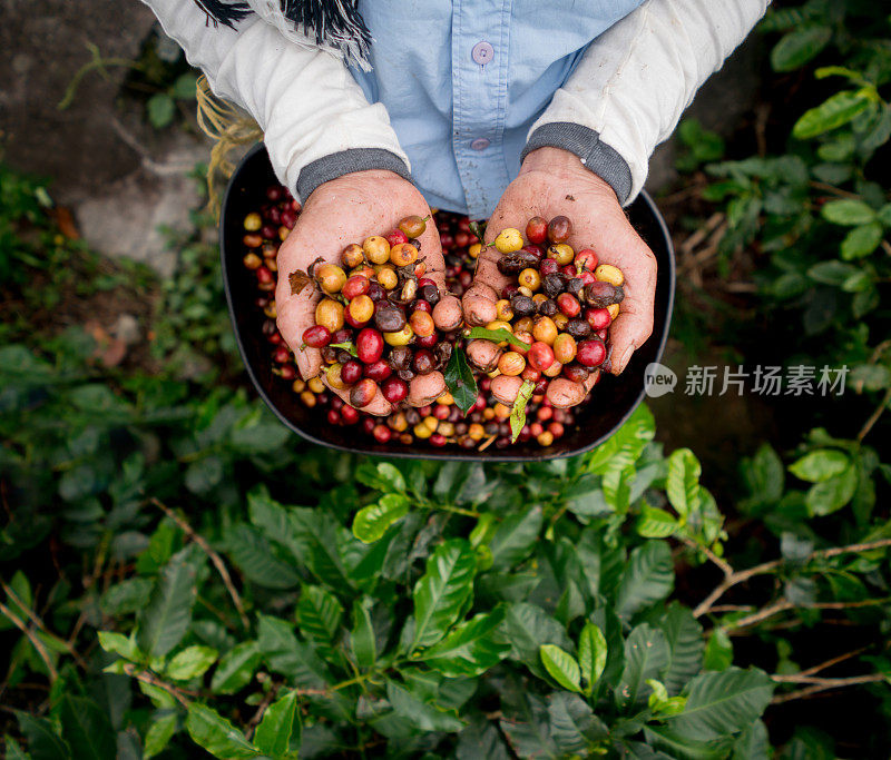 在农场收集生咖啡豆