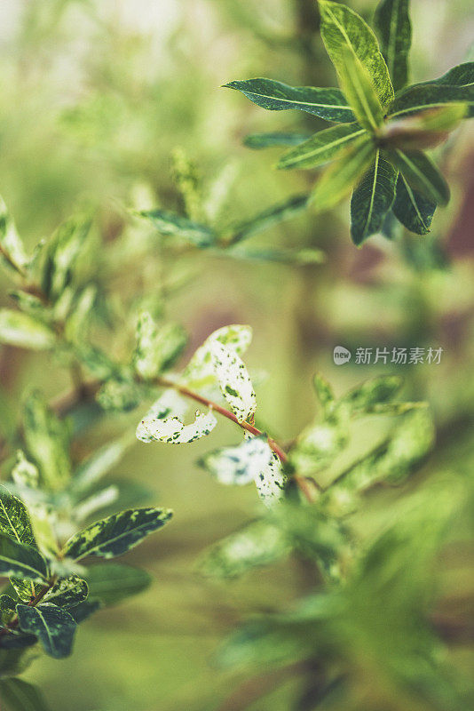 自然背景。秋日柔和阳光下的柳叶