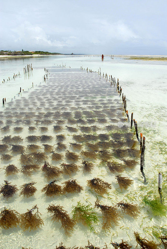 桑给巴尔岛东海岸的海藻农场