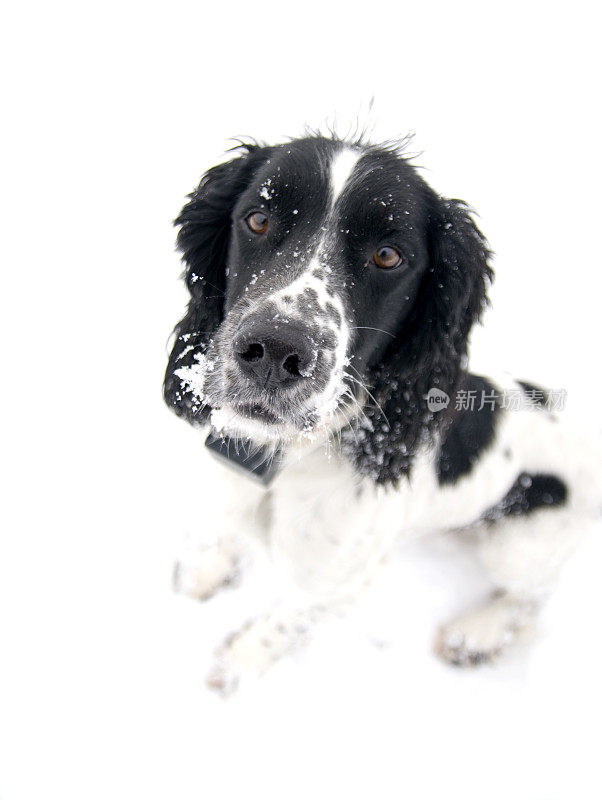 施普林格猎犬