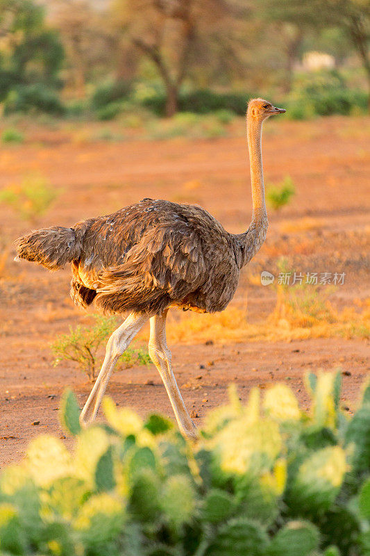 雌性鸵鸟，安博塞利公园，肯尼亚