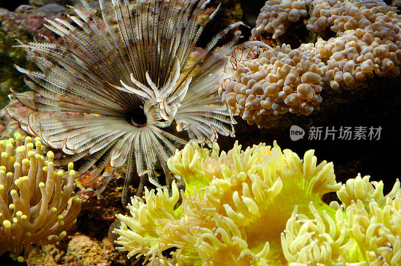 在太平洋印度尼西亚发现的水下珊瑚。