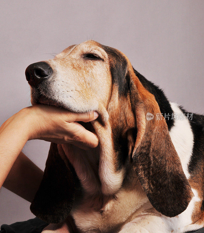 特写的小猎犬享受下巴摩擦从一个人