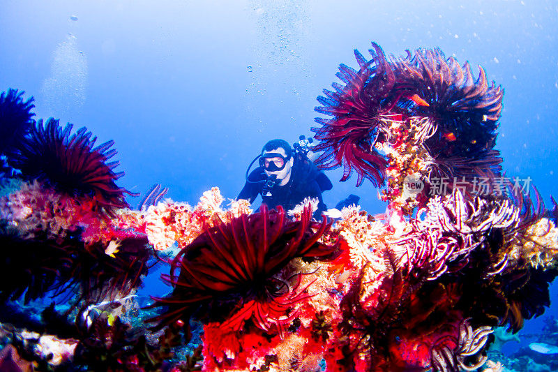 潜水员和明亮的珊瑚