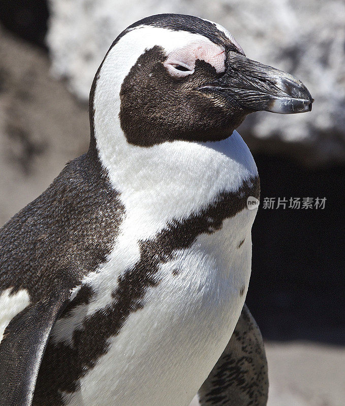 非洲企鹅