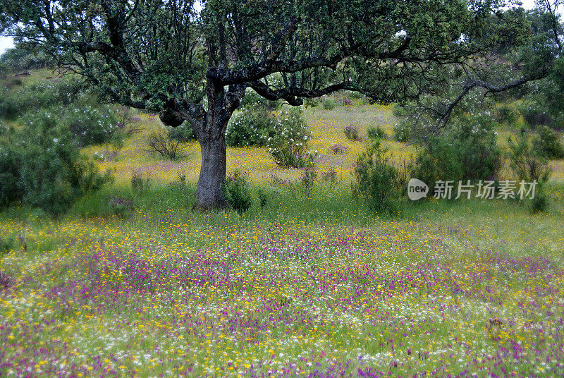 树和花坛