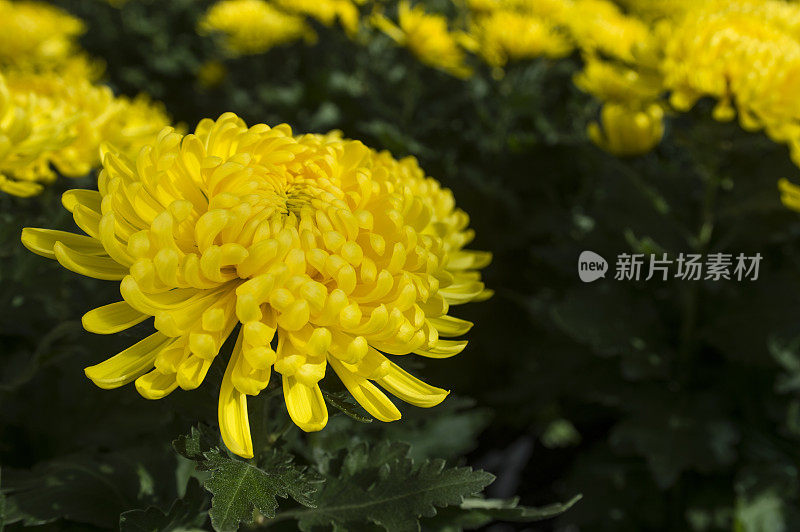 商业温室中黄菊的特写