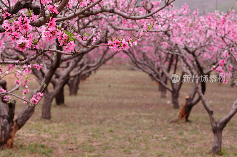 桃花