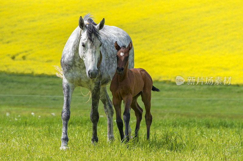 有趣的小马驹和母马在牧场上玩耍