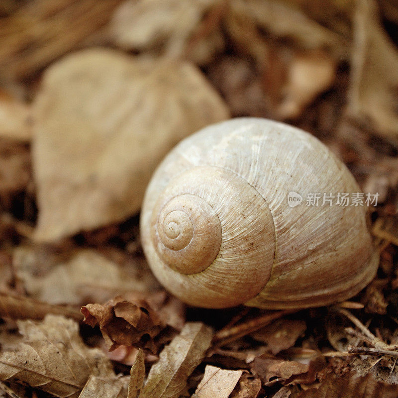 空蜗牛壳在树林里。深褐色的。