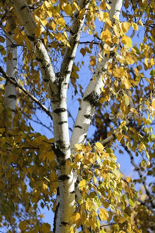 秋天的桦树正在改变颜色