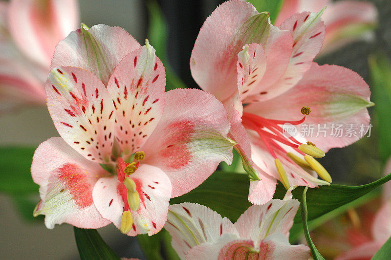 秘鲁百合，杂色花，花