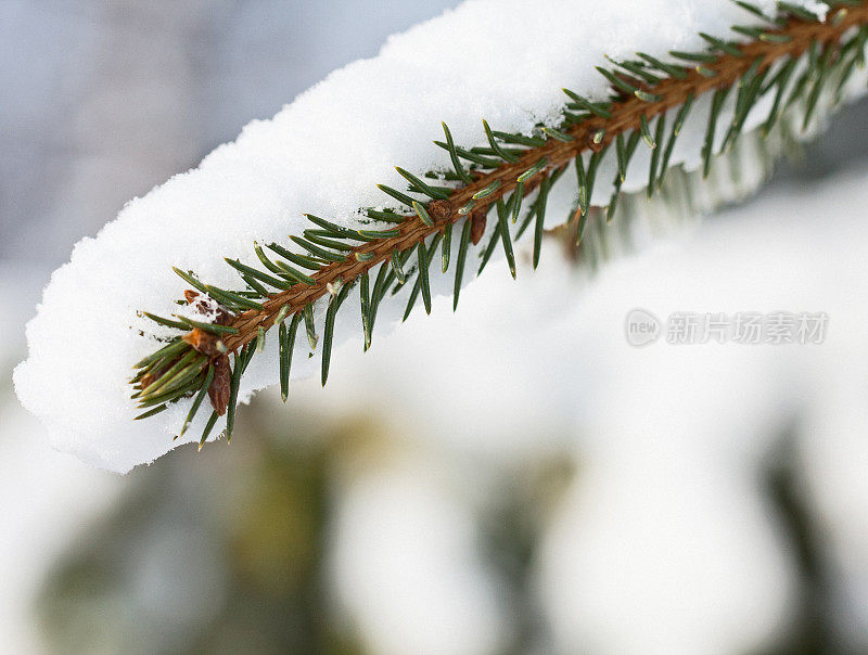 雪云杉