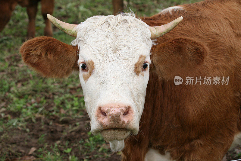 奶牛肖像:好奇的样子