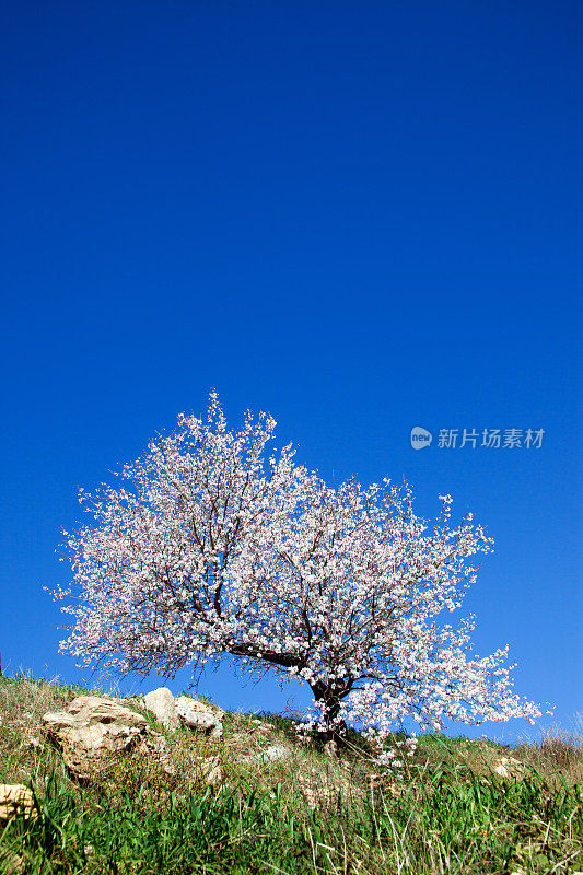 杏仁树开花