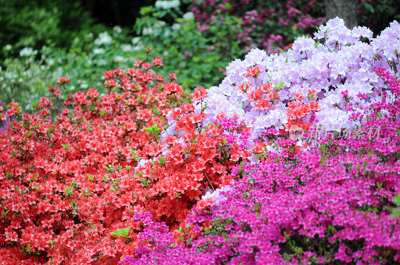 红粉杜鹃(Rhododendron)