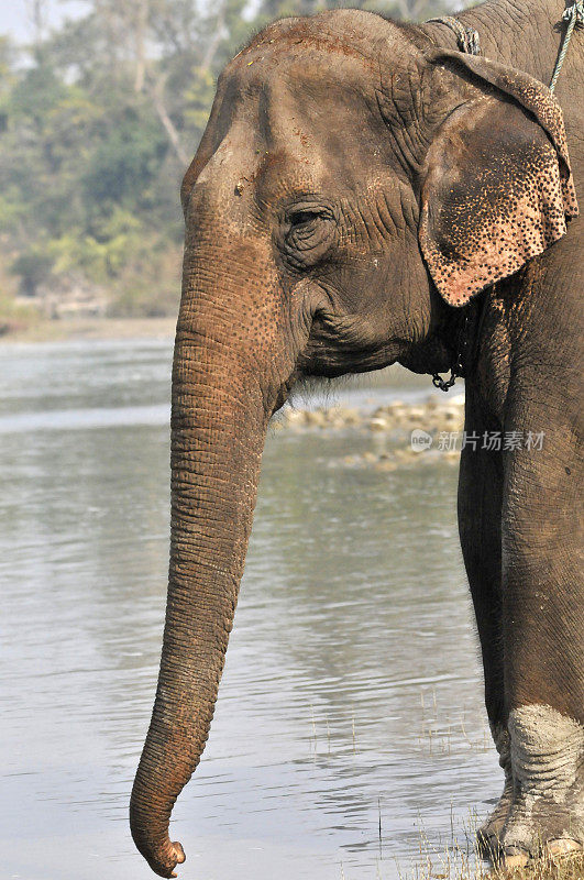 大象头，奇旺，尼泊尔